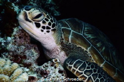 Turtle beauty taken with Nikon AW 130 at snorkeling by Carsten Schroeder 